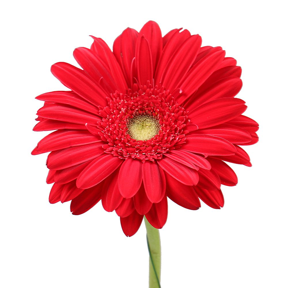 Red gerbera by the piece Long Island