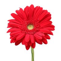 Red gerbera by the piece Vecqueville