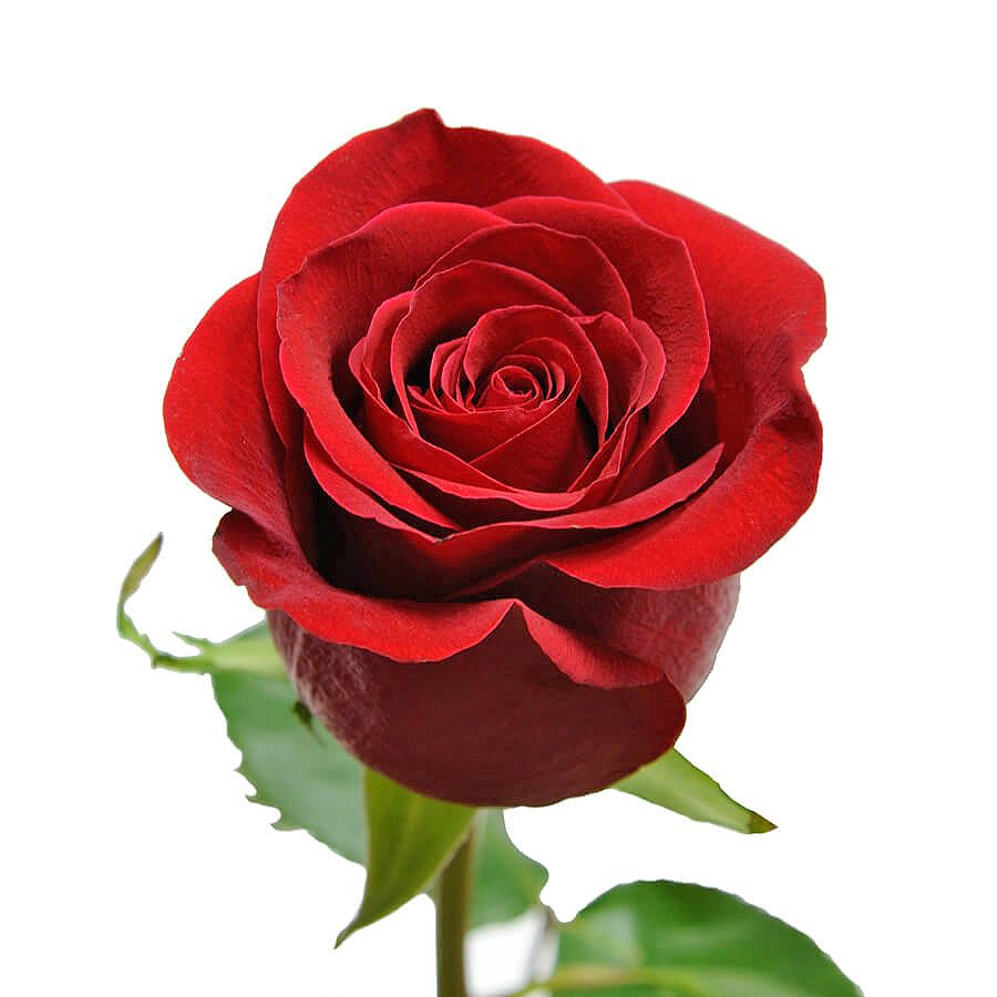 Красная премиум роза поштучно 50 см Фильдерштадт