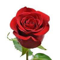 Червона преміум троянда поштучо 50 см Рим
