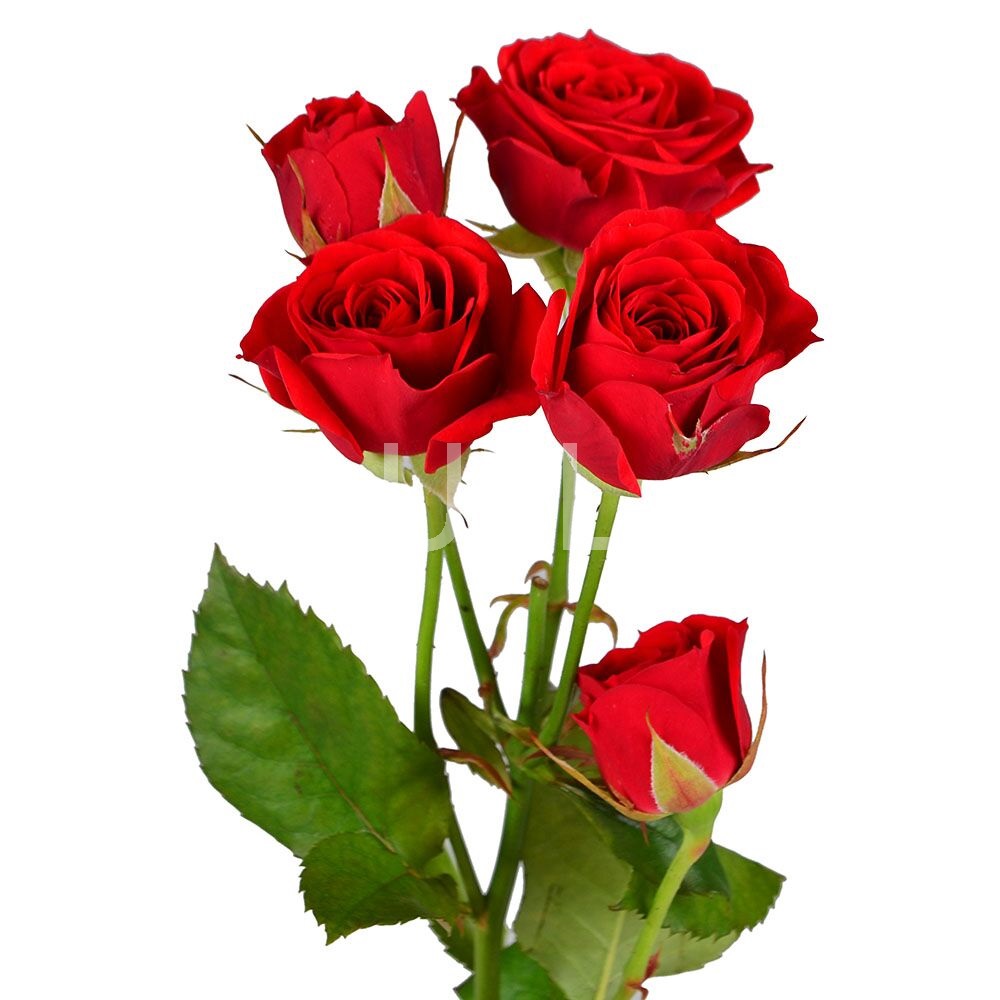 Красные кустовые розы поштучно Красные кустовые розы поштучно