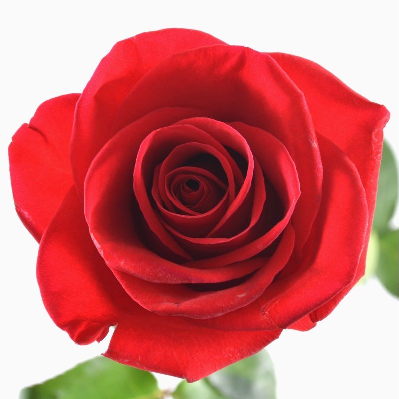 Червона троянда Фрідом поштучно 50 см Червона троянда Фрідом поштучно 50 см