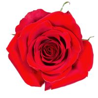 Червона троянда Фрідом поштучно Аріель