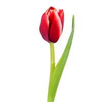 Красные тюльпаны поштучно Али ибн Абу Талиб
