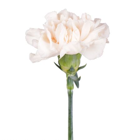 Cream carnation by the piece Alcudia