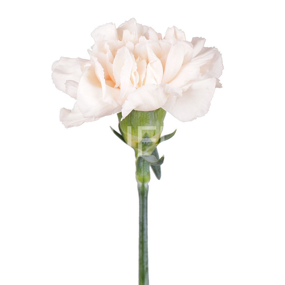 Cream carnation by the piece Sillamae