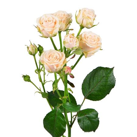 Кремовые кустовые розы поштучно Кья