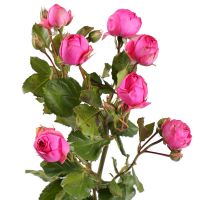 Raspberry Spay Premium Rose by the Piece Burgas