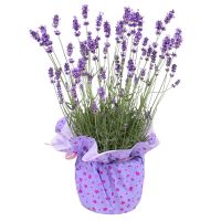 Lavender in a pot Jeddah