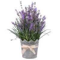 Lavender in pot Ust-Kamenogorsk