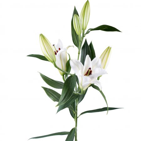 Лилия белая поштучно Амальфи