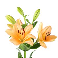 Lily orange by the piece Anping