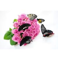 Pupa of butterflies - the mystery of birth butterfly. Budva