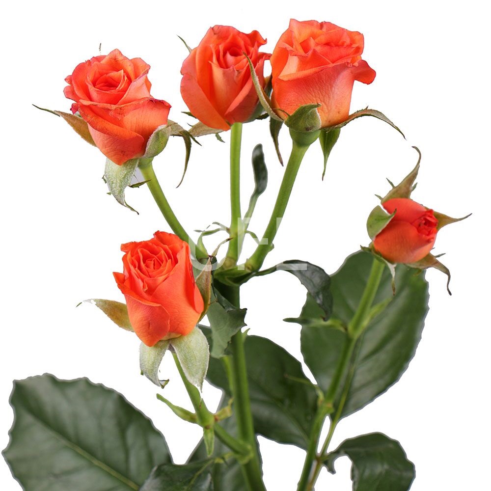 Оранжевые кустовые розы поштучно Оранжевые кустовые розы поштучно