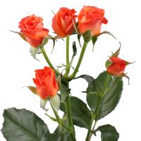 Помаранчеві кущові троянди поштучно Ольборґ