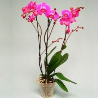  Bouquet Orchid Atlantis Garapan
														