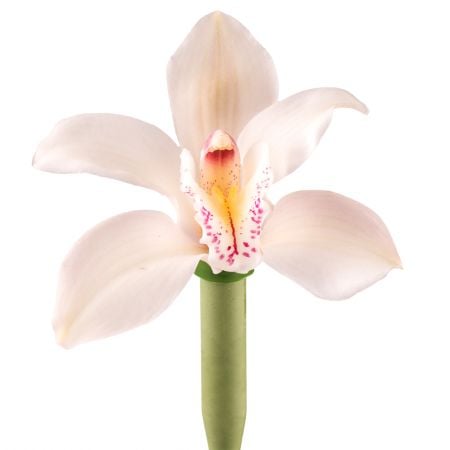 Орхидея белая поштучно Чаплинка