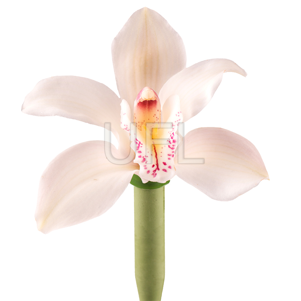 Орхидея белая поштучно Силламае