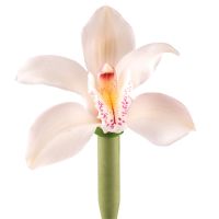 Орхидея белая поштучно Ларвик