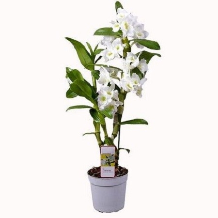 Орхидея Дендробиум белая Орхидея Дендробиум белая