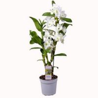 White Dendrobium Orchid Novoalekseevka