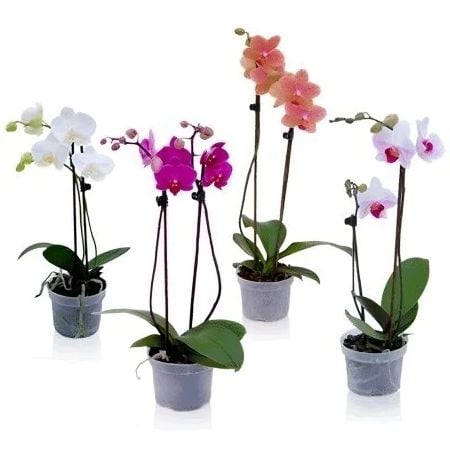 Orchid Phalaenopsis Kiriyat-Shemona