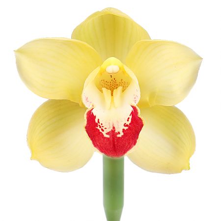 Орхидея желтая поштучно Чаплинка