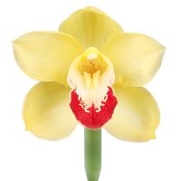 Орхідея жовта поштучно Анени