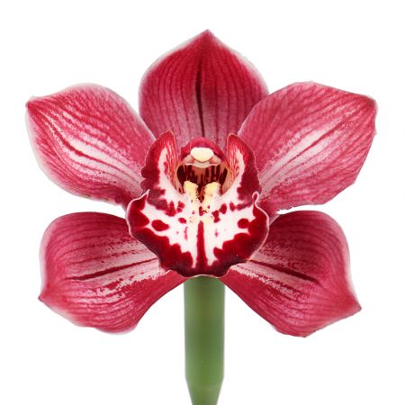 Орхидея красная поштучно Корона