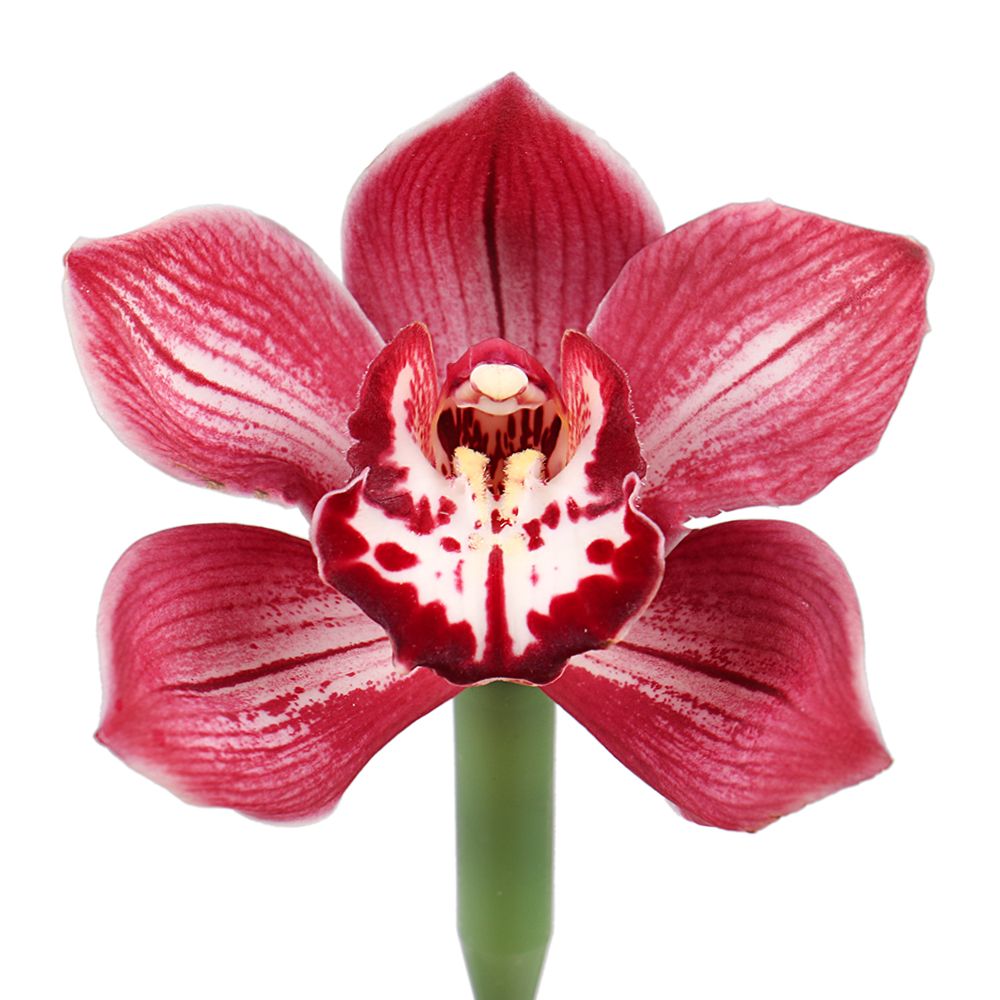 Орхидея красная поштучно Силламае