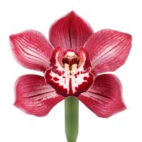 Орхидея красная поштучно Статенич