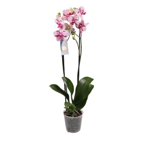 Orchid is spotty Poznyaki