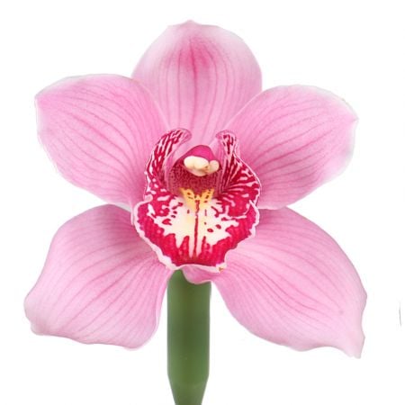 Орхидея розовая поштучно Чаплинка