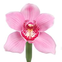 Орхидея розовая поштучно Алассио