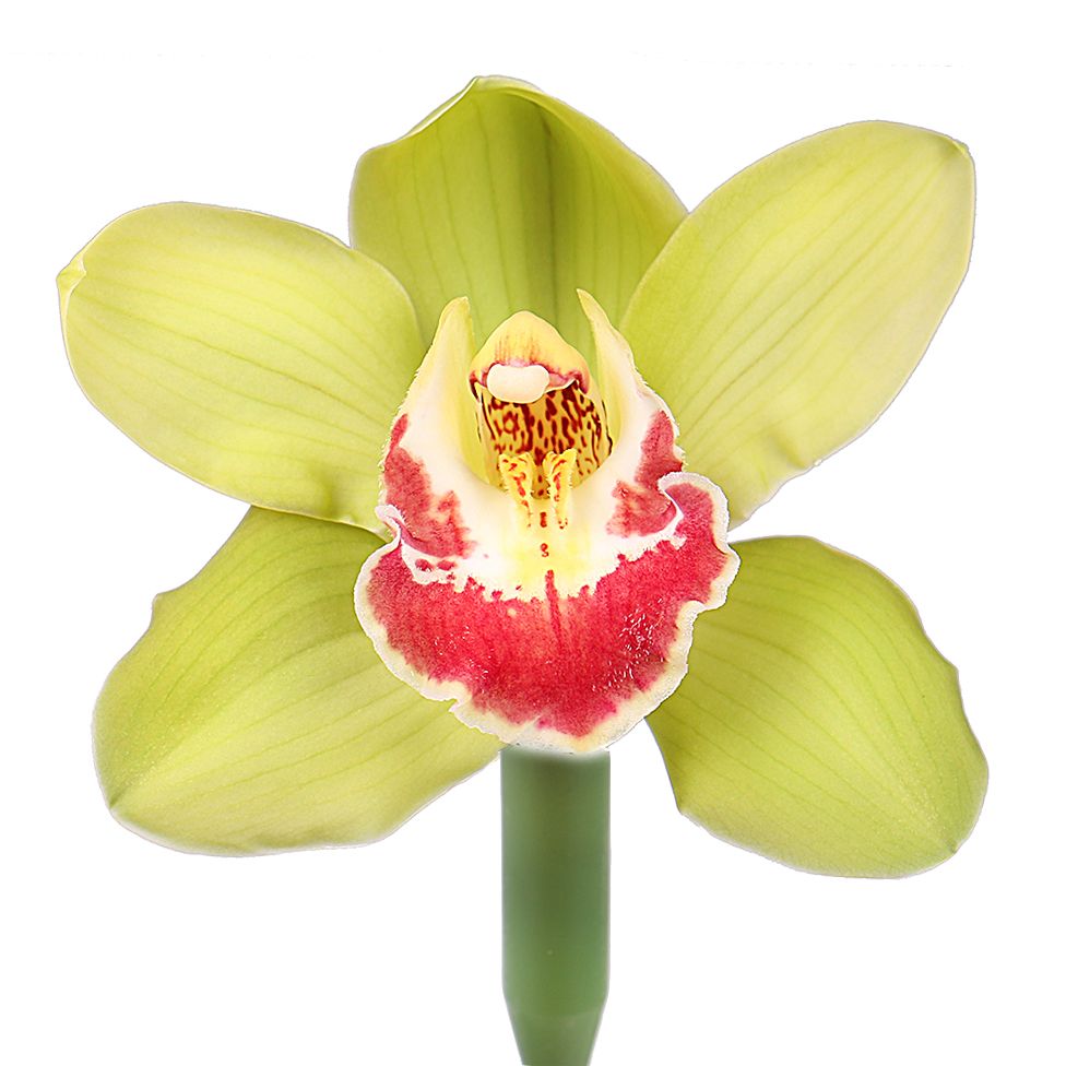 Орхидея салатовая поштучно Силламае