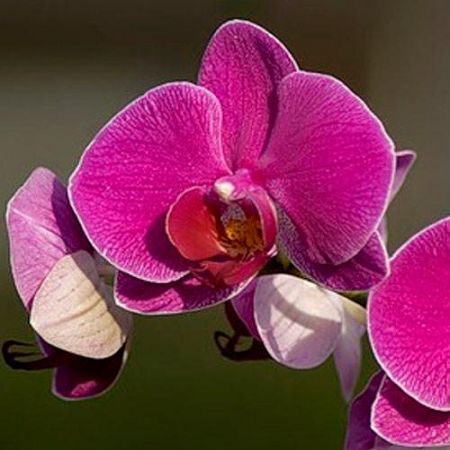 Bouquet Orchid Vivian
													