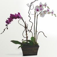  Букет Орхидейная композиция Рогашка Слатина
                            