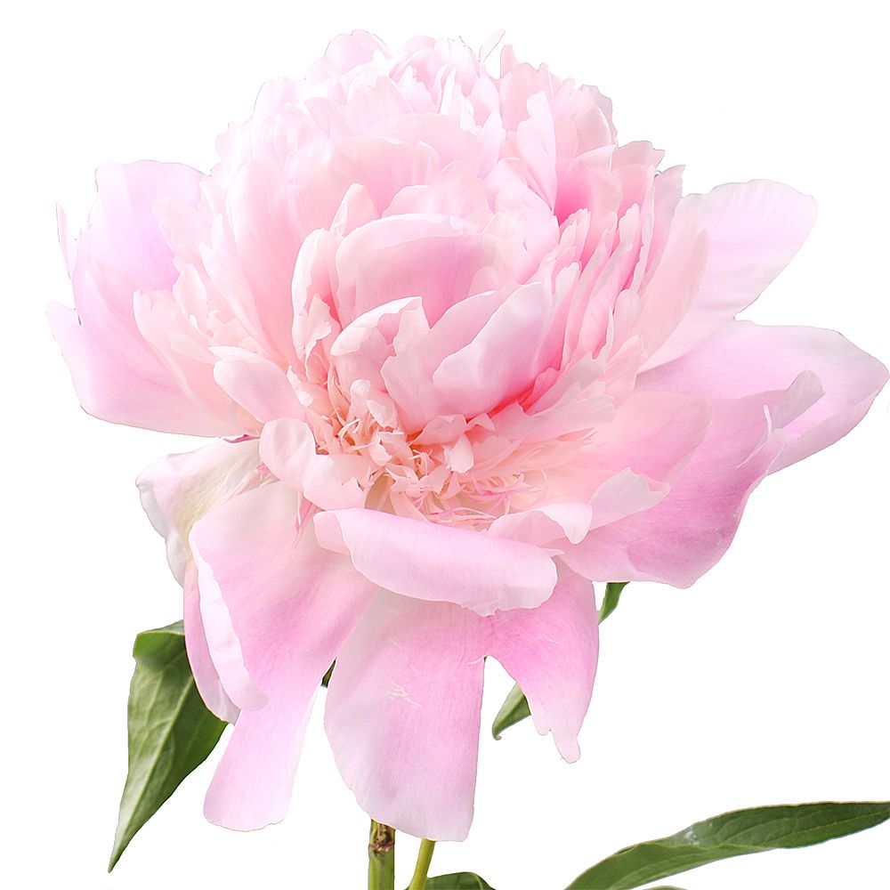 Peony light pink by the piece