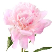Peony light pink by the piece Florence