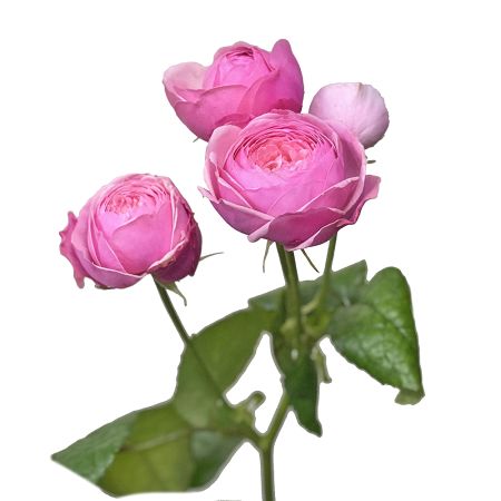 Рожеві піоновидні троянди поштучно Хейман Айленд