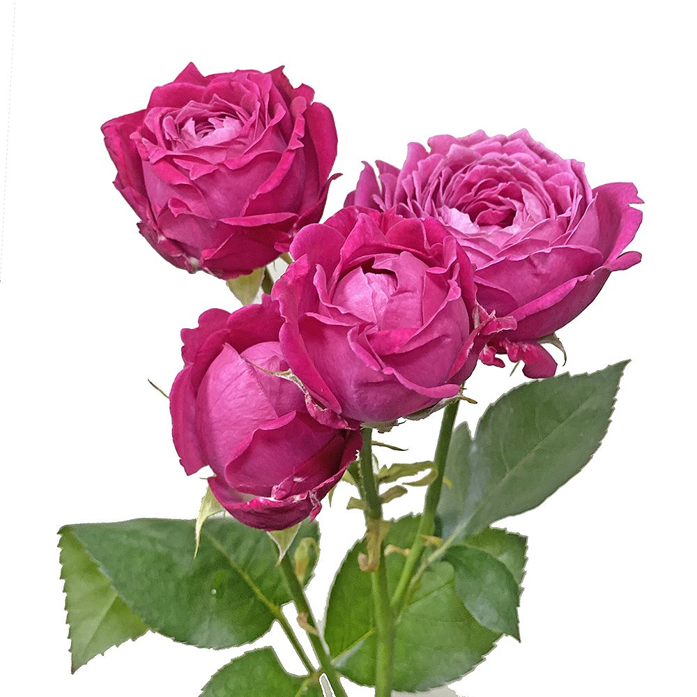 Яскраво-рожеві піоновидні троянди поштучно Київ