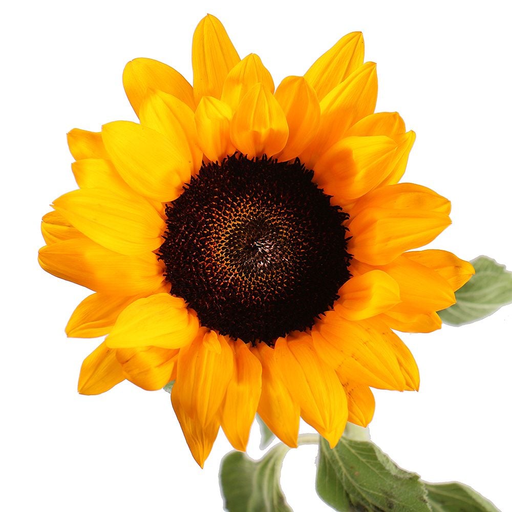 Sunflower by piece Sunflower by piece