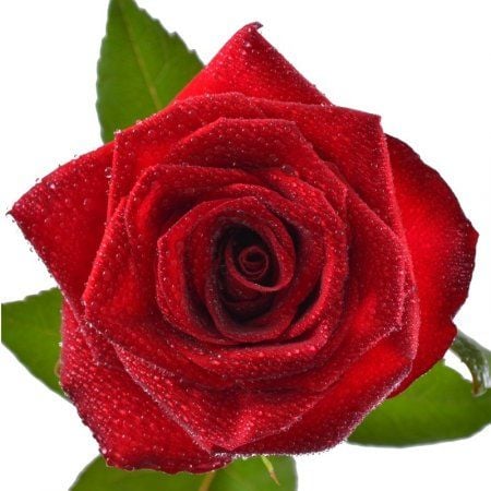 Поштучно красные розы 70 cм Фрэндсвуд