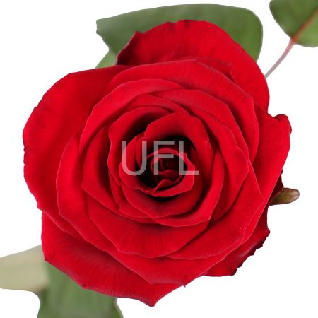 Поштучно красные розы премиум 100 см Брюссель