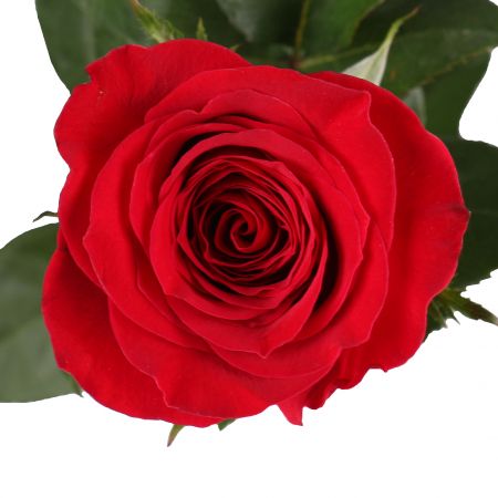 Поштучно преміум червоні троянди 90 cм Ральпа