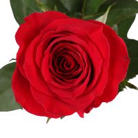 Поштучно красные розы премиум 80 см Перевальск