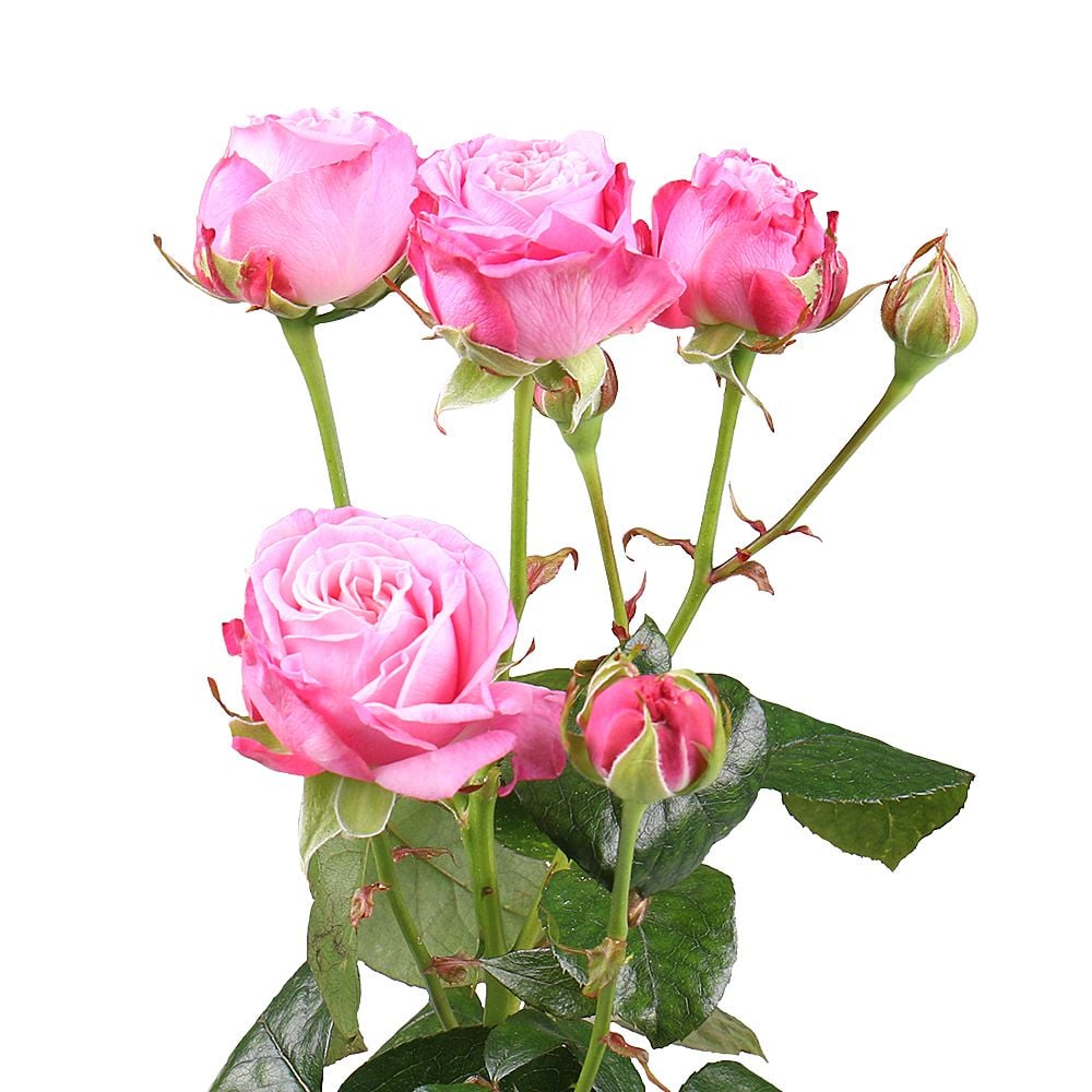 Поштучно кустовая роза Леди Бомбастик  Поштучно кустовая роза Леди Бомбастик 