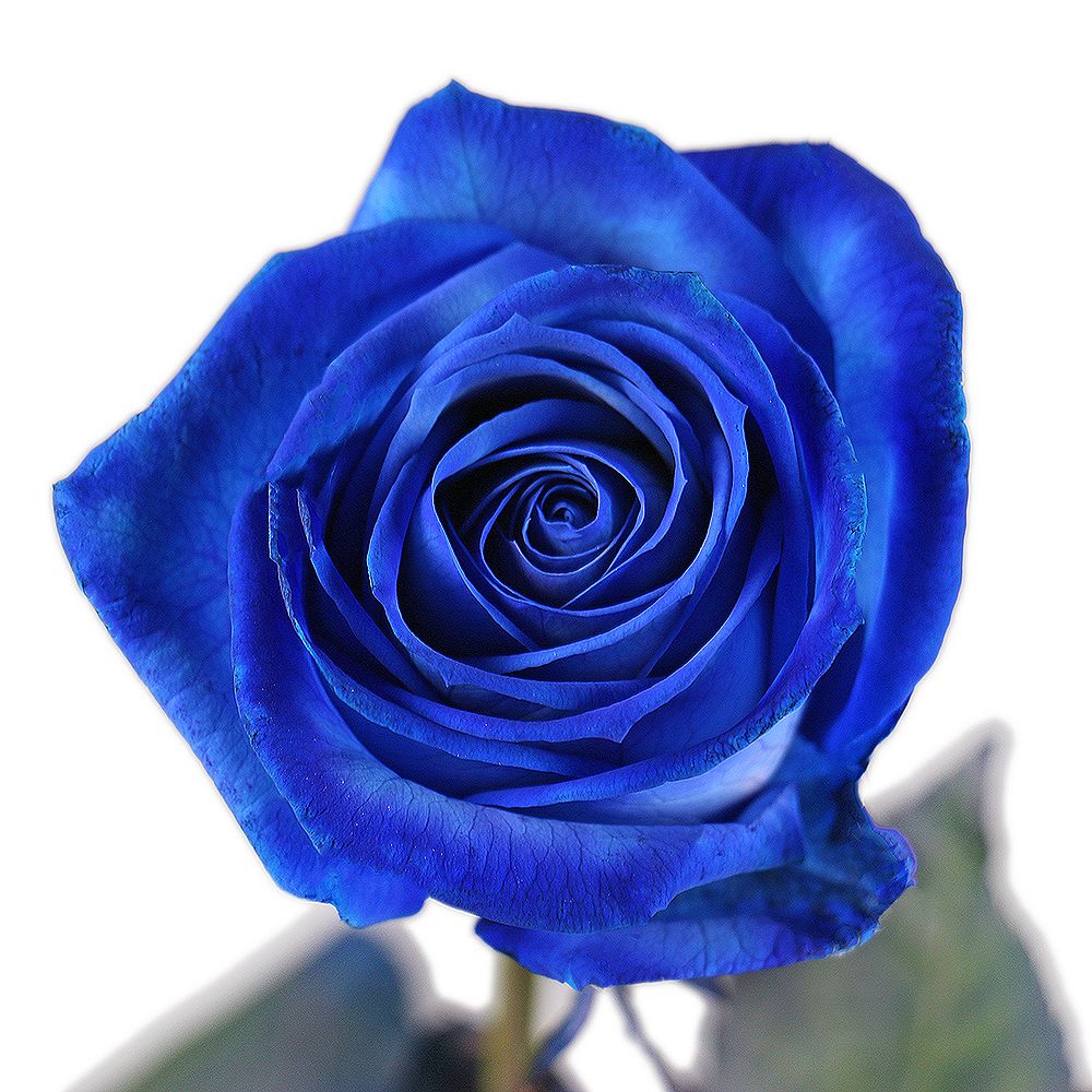 Blue roses by the piece Blue roses by the piece