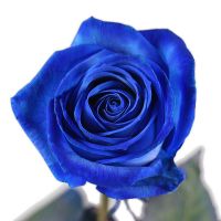 Сині троянди поштучно Лерте
