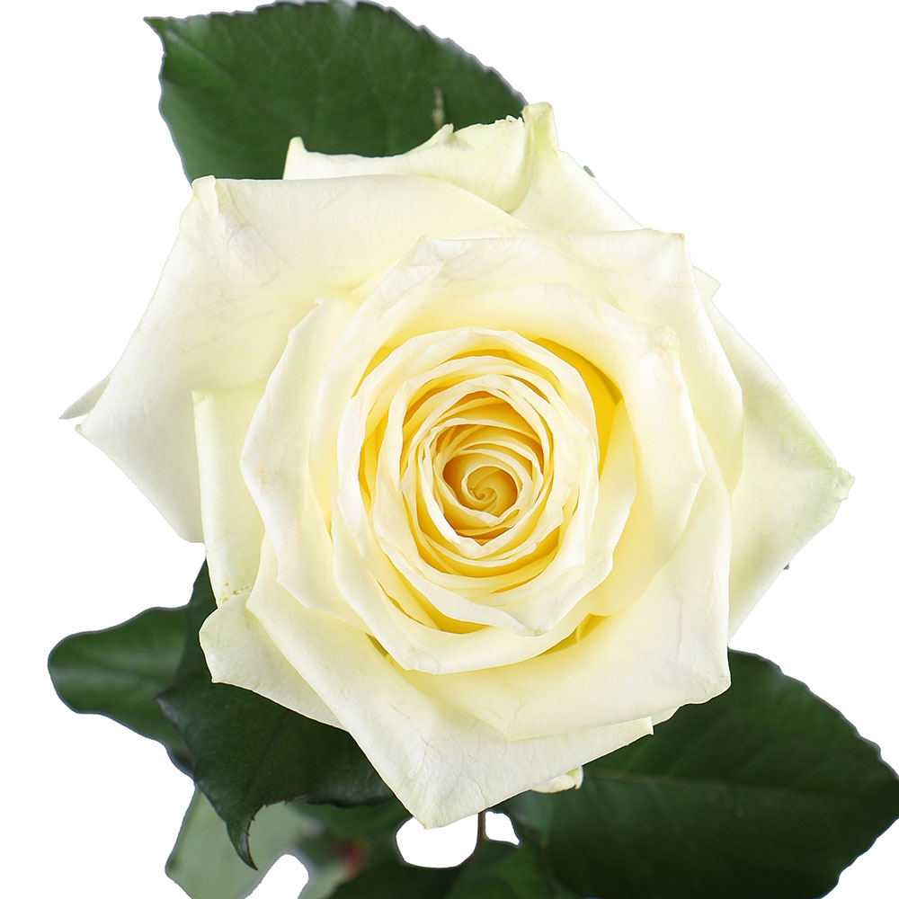 Белые премиум розы поштучно Белые премиум розы поштучно